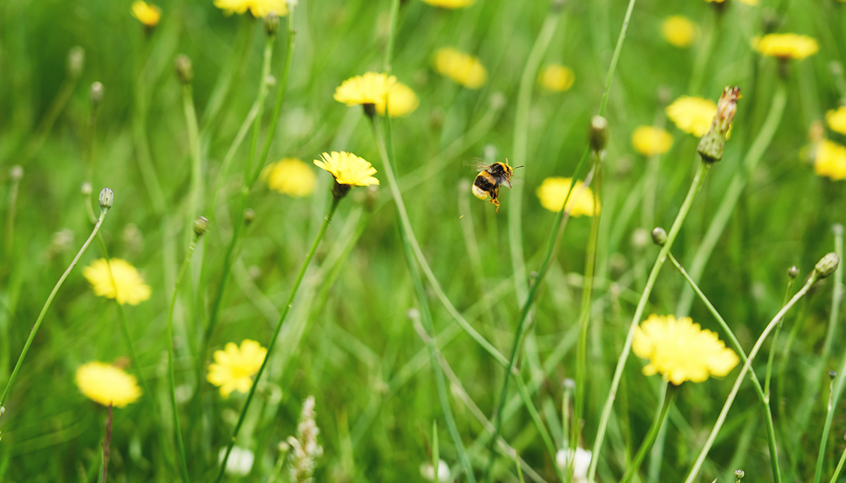 bee grass